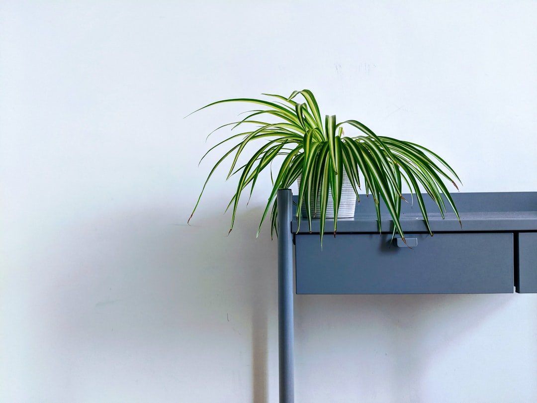 Photo Spider plant