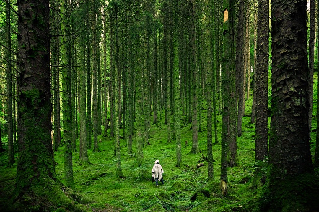 Photo Sun-dappled forest