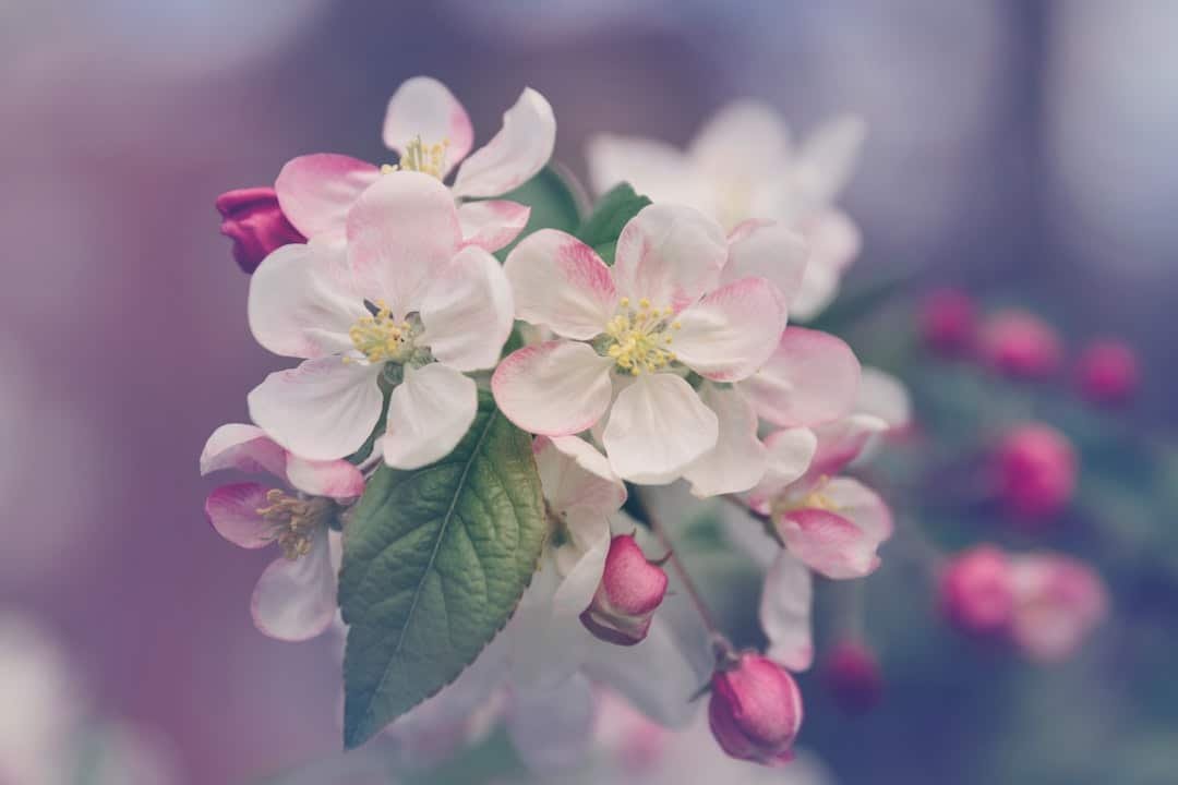 Photo Floral wallpaper