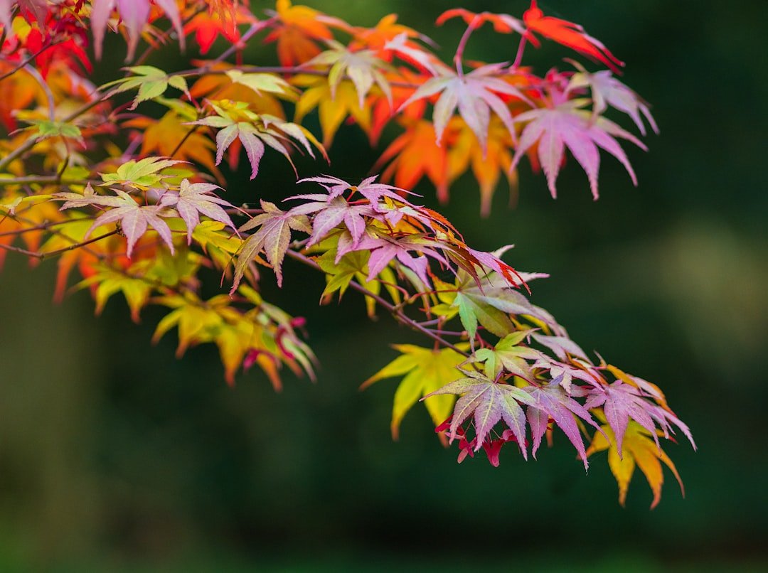 Photo Autumn forest