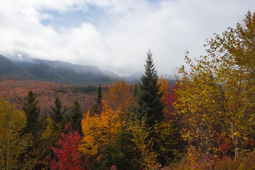 Photo Colorful trees
