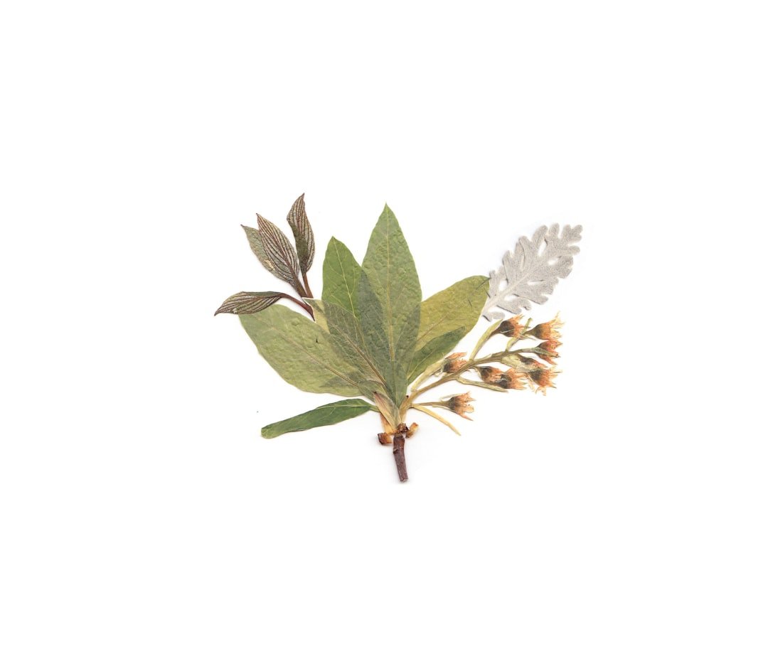 Photo Pressed flowers