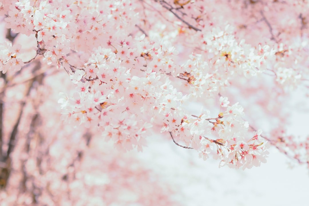 Photo Cherry blossoms