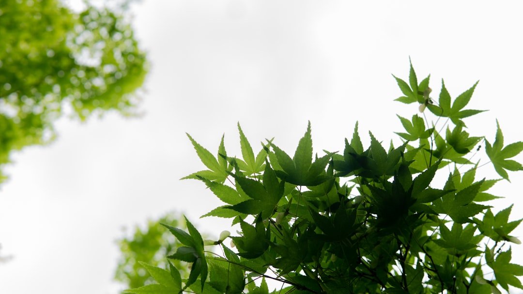 Photo Leaf garland