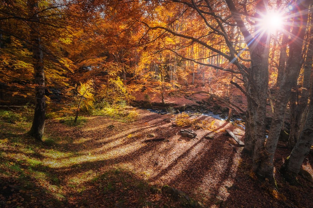 Photo Autumn forest