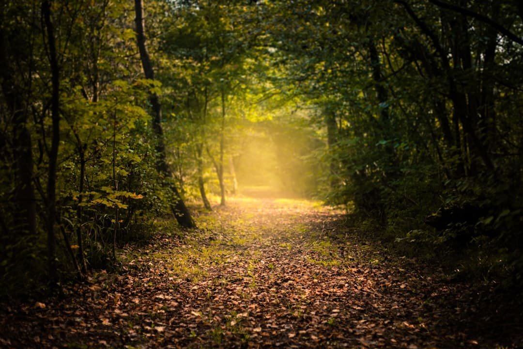 Photo Forest path