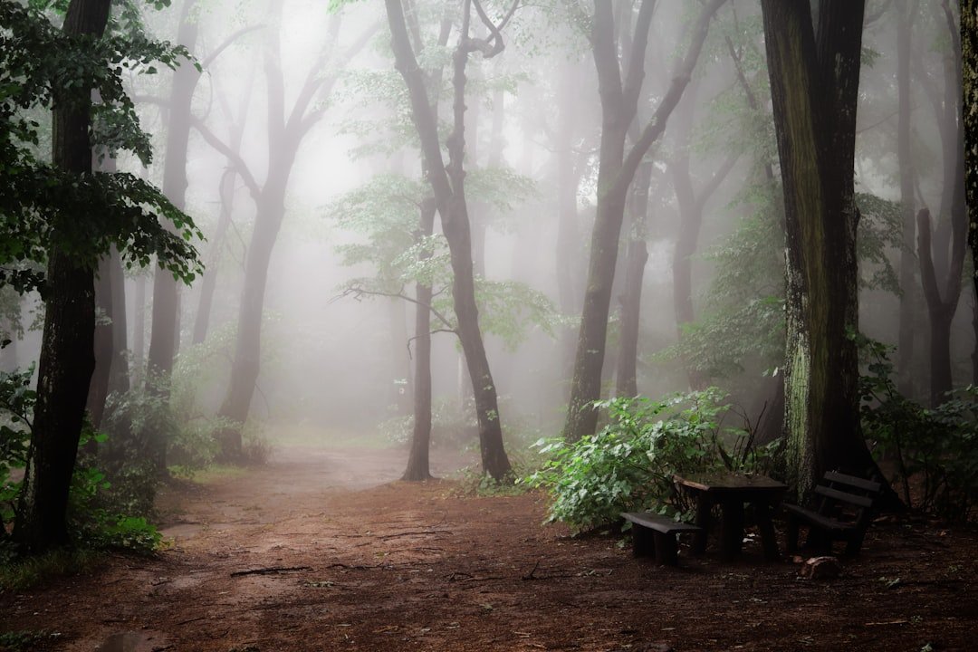 Photo Forest path