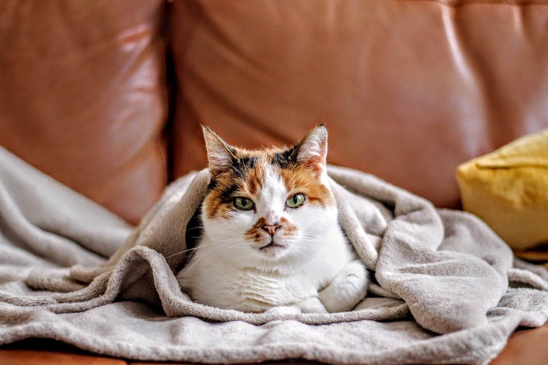 Photo Soft blankets