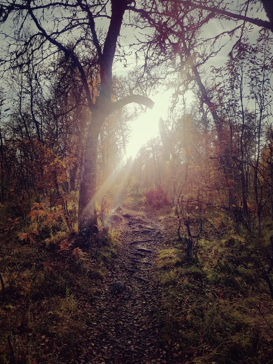 Photo Autumn forest therapy walks