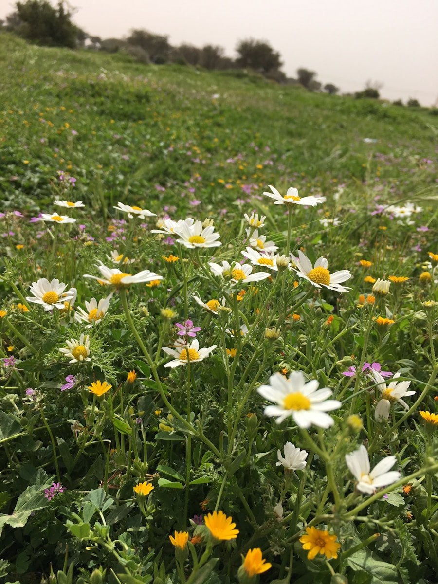 Photo Spring wildflower meadow hikes