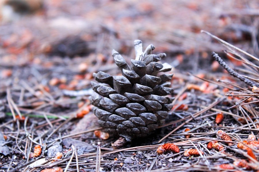 Photo "Winter pinecone fire starters"
