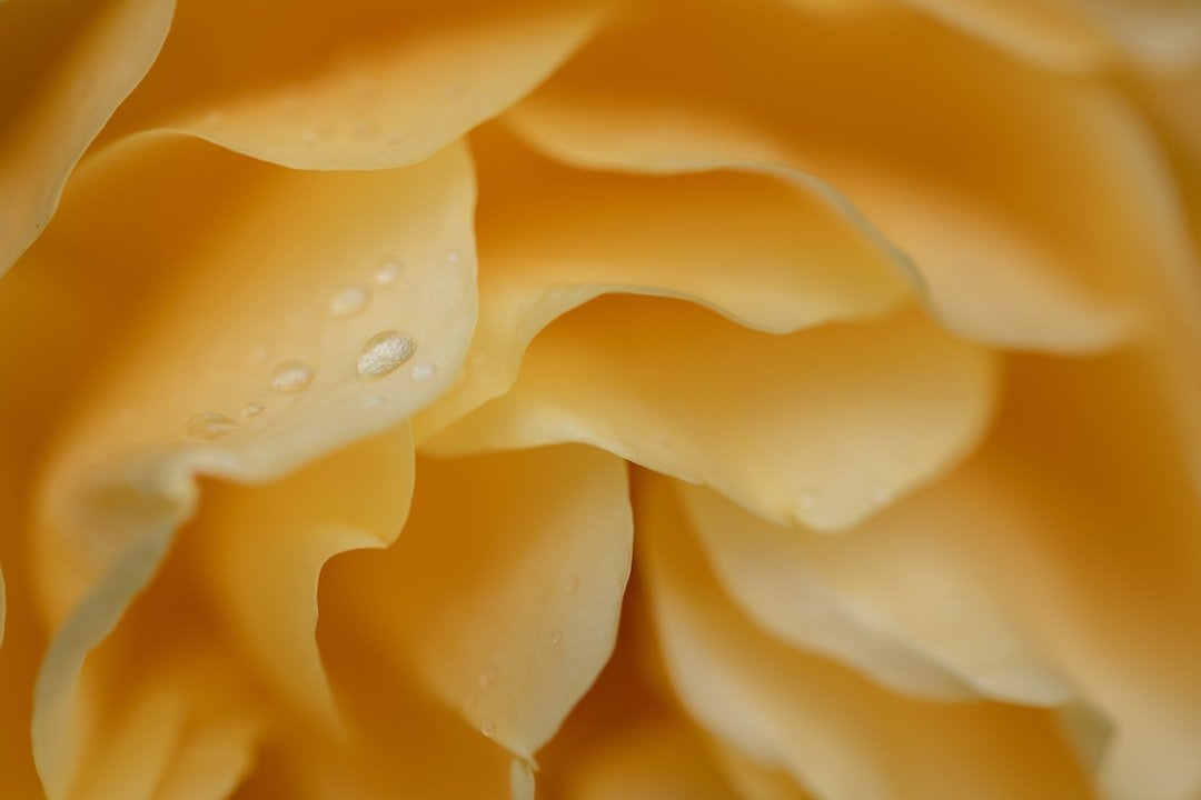 Photo Vegan mac and cheese