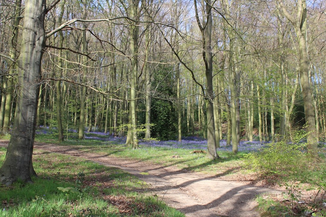 Photo Forest Trail