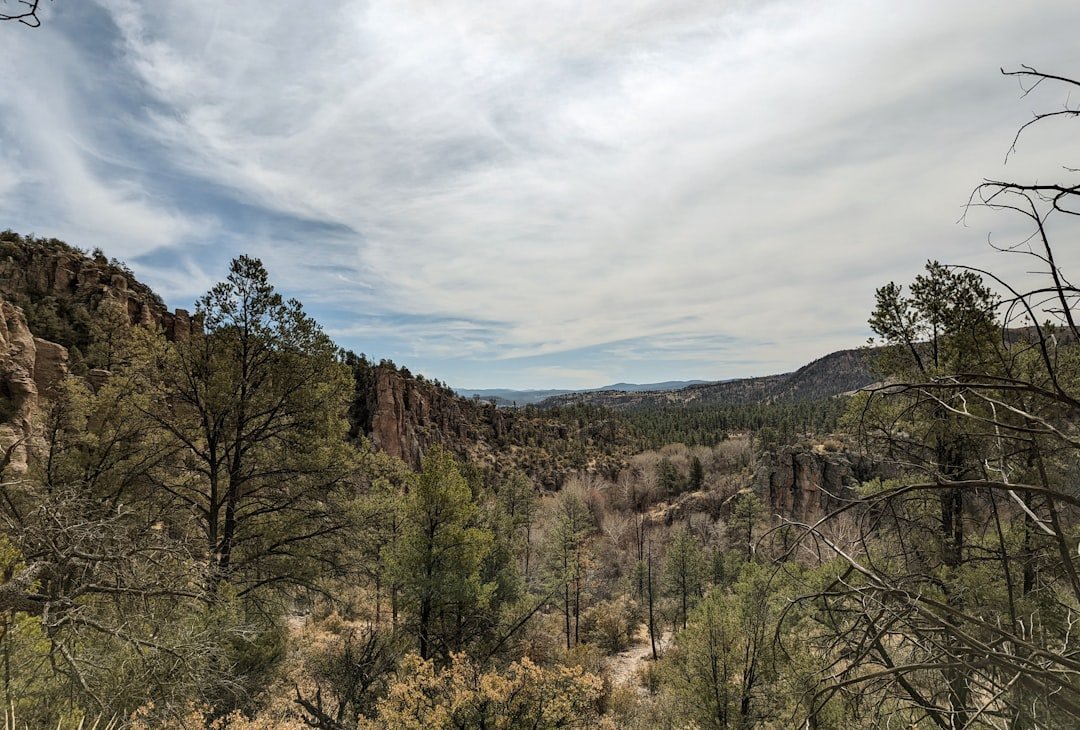 Photo Forest landscape