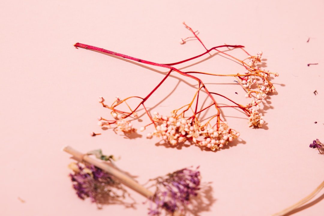 Photo Pressed flowers