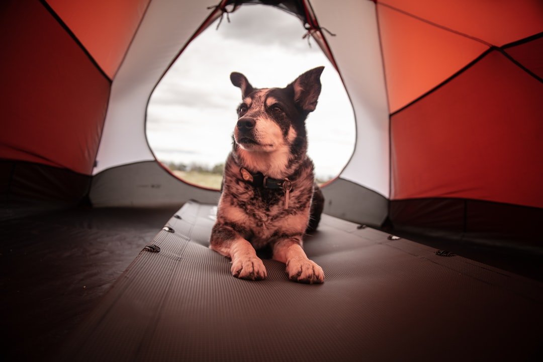 Photo Cat tent