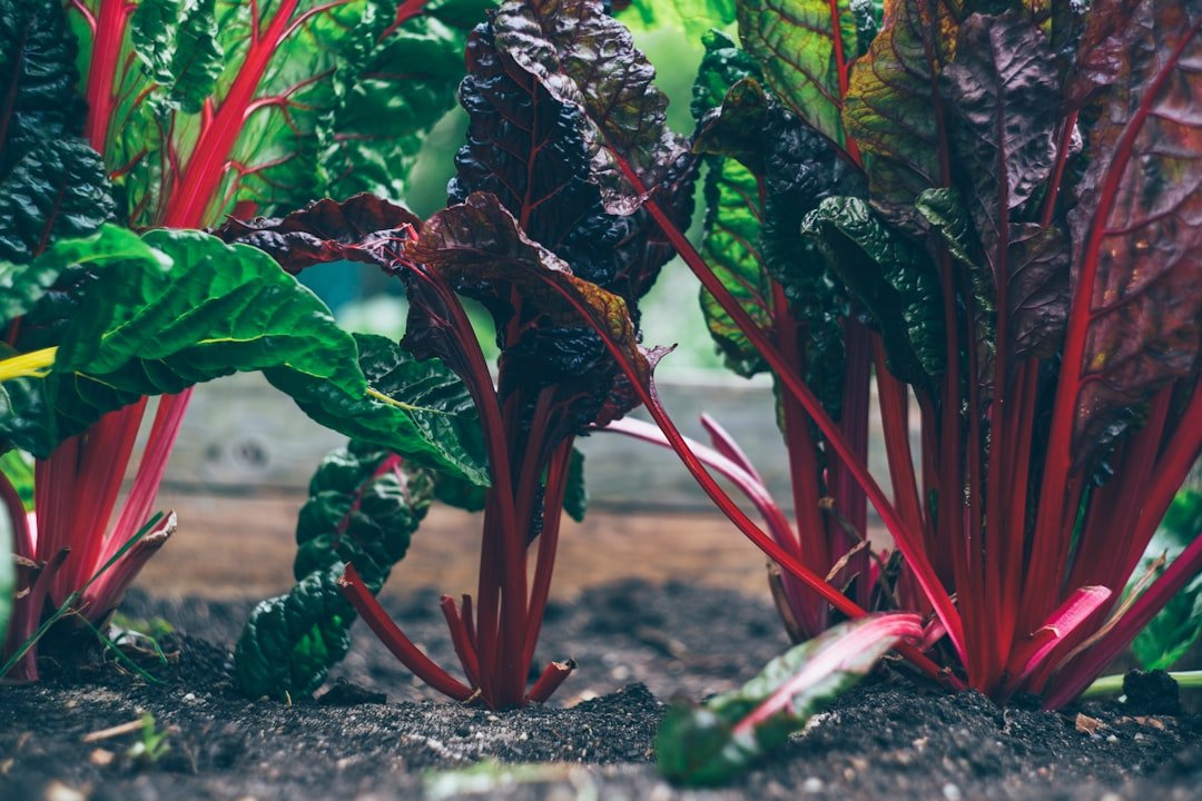 Photo Vegetable scraps